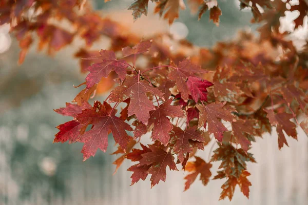 Golden Autumn season in October. Fall trees. Oak tree with red, orange and yellow leav. Sunny Autumn day in October. Halloween season. Denver streets on Fall season. — Stock Photo, Image