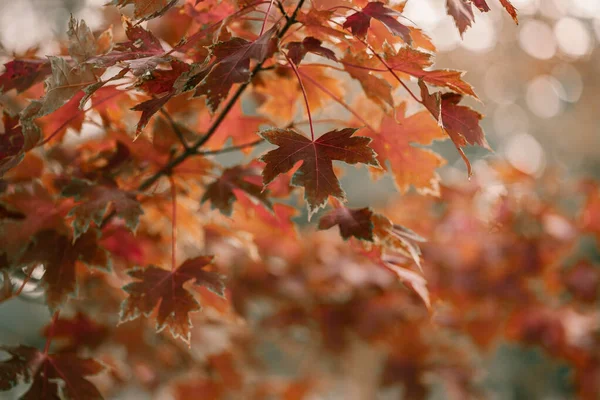 Golden Autumn season in October. Fall trees. Oak tree with red, orange and yellow leav. Sunny Autumn day in October. Halloween season. Denver streets on Fall season. — Stock Photo, Image