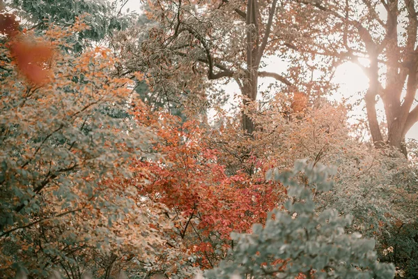 Ekim 'de Altın Sonbahar sezonu. Düşen ağaçlar. Kırmızı, turuncu ve sarı yapraklı meşe ağacı. Ekim ayında güneşli bir sonbahar günü. Cadılar Bayramı sezonu. Denver sokakları sonbahar mevsiminde. — Stok fotoğraf