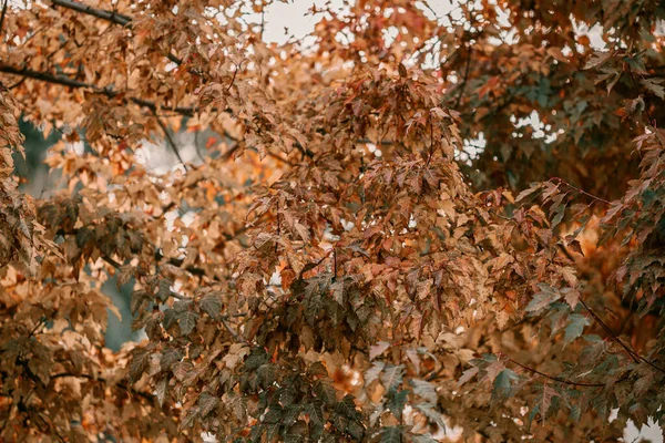 Golden Autumn season in October. Fall trees. Oak tree with red, orange and yellow leav. Sunny Autumn day in October. Halloween season. Denver streets on Fall season. — Stock Photo, Image