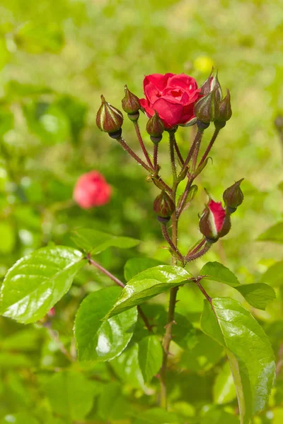 Floreciente rosal en el jardín. Brote y brotes de rosa roja —  Fotos de Stock