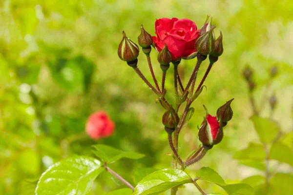 Bahçede çiçek açan gül çalısı. Kırmızı gül goncası ve tomurcukları