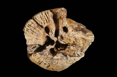 Rüzgâr ve kumla zımparalanmış eski ahşabı gördüm.