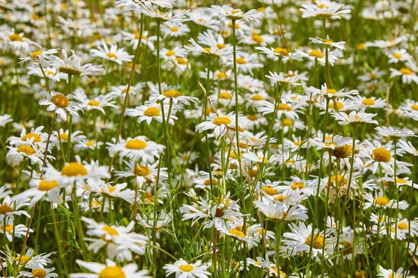 Yeşil bir tarlada papatyanın beyaz çiçekleri