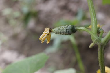 küçük salatalık yakın