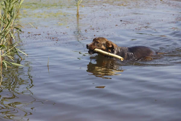 the dog walks on the lake with a stick in his mouth