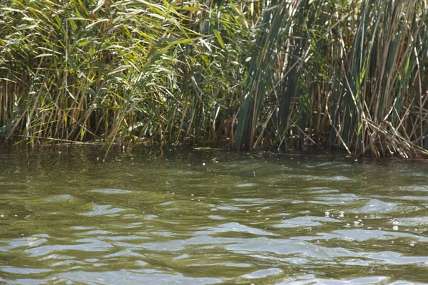 Bir yaşam şamandırası ile sonbahar gölünde eski tekne sazlık yüzer