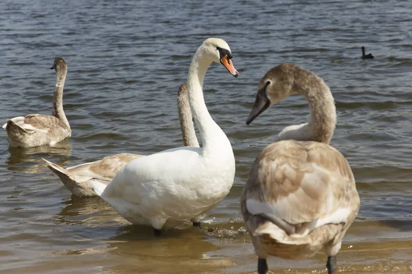 Famille Cygne Gros Plan Dans Lac Été — Photo