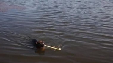 Dişlerinde sopa olan bir köpek yaz gölünden çıkar ve çimenlere koşar.