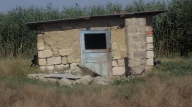 Dişlerinde sopa olan bir köpek yaz gölünden çıkar ve çimenlere koşar.