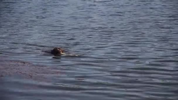 一只牙齿上插着棍子的狗从夏天的湖里出来 跑进草地 — 图库视频影像