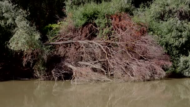 ルーマニアとの国境の海岸の川に倒れた木 — ストック動画
