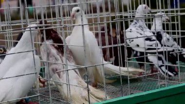 Kafeste savaşan güvercinler, güvercinler sergisi  