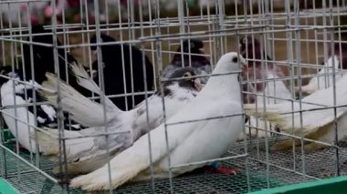   Bir kafeste güvercinler, posta güvercinler Sergisi