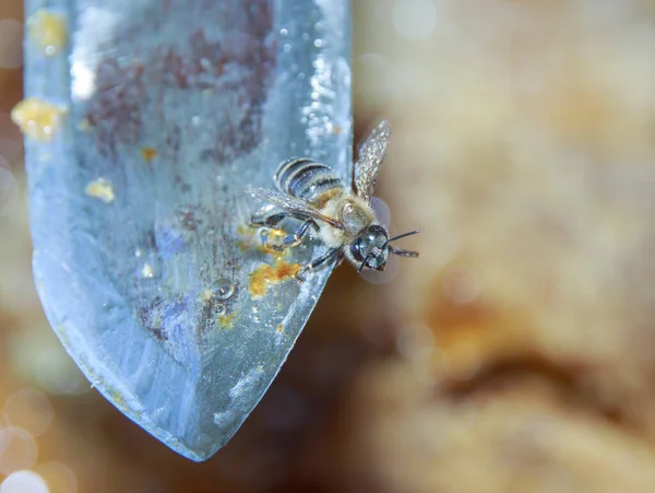 Abeille Sur Bord Couteau Enlèvement Miel — Photo