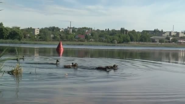 Pequenos Patinhos Selvagens Comem Pão Lago — Vídeo de Stock