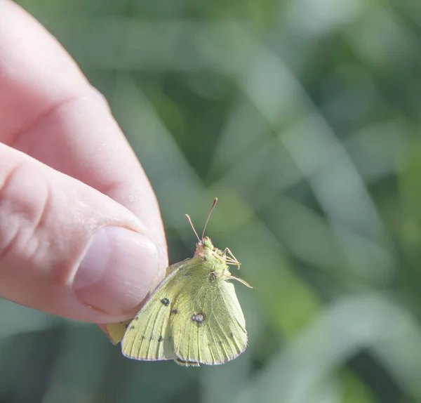 手指在绿色模糊的背景上握住蝴蝶 — 图库照片