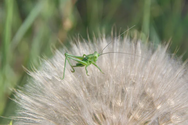 Saltamontes Muy Pequeño Diente León Grande — Foto de Stock