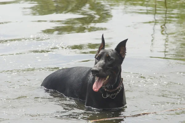 Köpek Doberman Yaz Gölünde Banyo Yapıyor — Stok fotoğraf