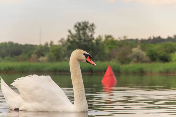 Yaz gölünün arka planında beyaz kuğu.