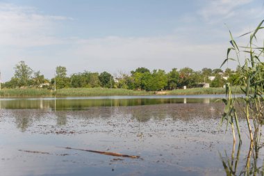 Küçük bir kasabada göl çimenleri olan yaz gölü..