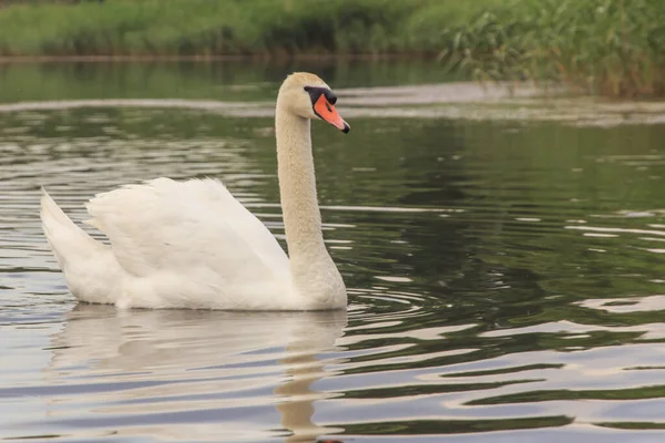 Beau Cygne Blanc Nage Sur Fond Roseaux Lac — Photo