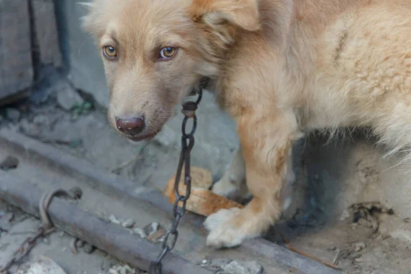 Kahverengi Köpek Zincirle Bağlanmış Patilerinde Bir Parça Ekmek Tutuyor Stok Resim