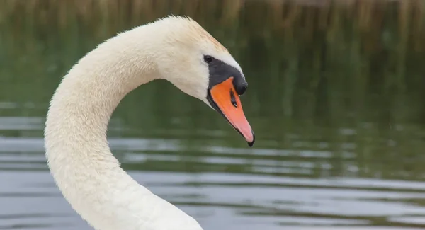 White Swan Head Profile Background Water — Stock Photo, Image