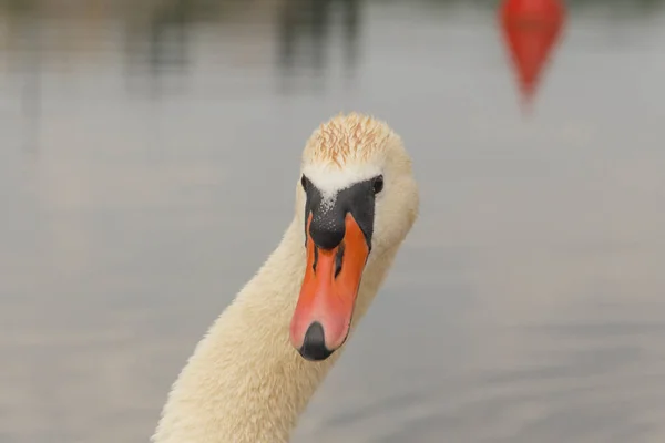 Tête Humide Cygne Blanc Sur Fond Eau — Photo