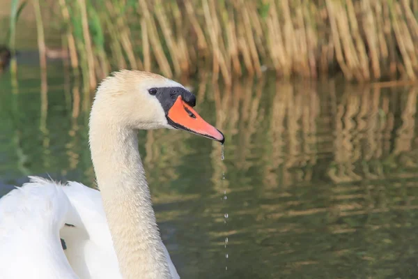 Goutte Goutte Eau Bec Cygne Blanc — Photo