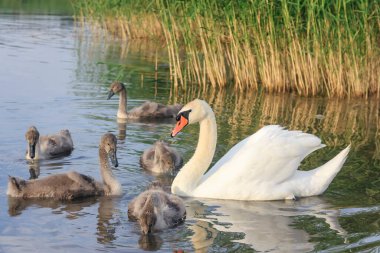 Kuğu ailesi yaz gölünde yüzer..