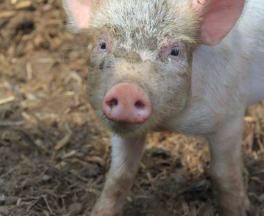  Genç pis domuz. ön görünümü kapat.