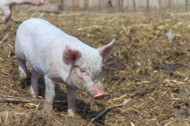 Kirli samanların üzerinde genç bir domuz.