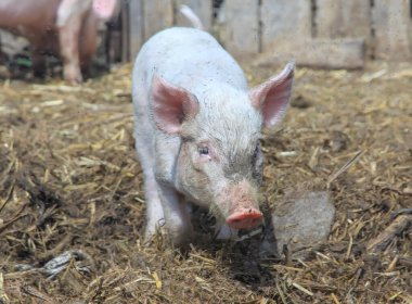 Genç, pis domuzcuk evin içinde dolaşıyor.
