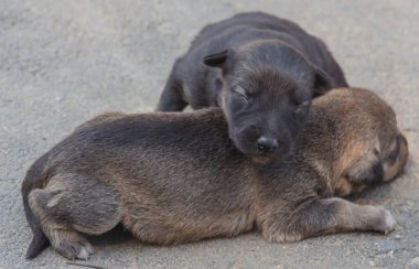  İki kör köpek yere yakın çekim yapıyor..