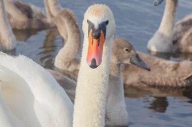 Küçük kuğularıyla bir kuğunun portresi.