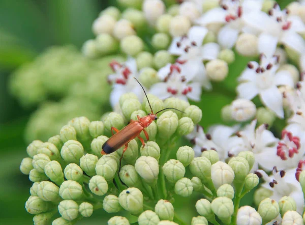 夏天植物花朵上的褐色甲虫 — 图库照片