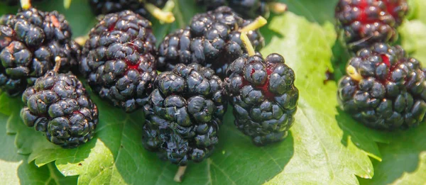 Mûrier Noir Gros Plan Sur Les Feuilles Vertes — Photo