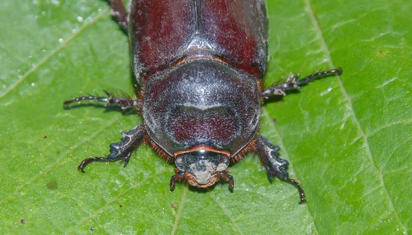 더러운 머리와 가까이 갈색큰 딱정벌레 — 스톡 사진