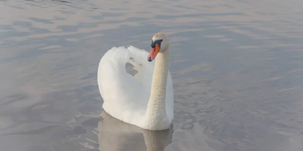 Elegante Cisne Blanco Con Alas Elevadas Nada Agua —  Fotos de Stock