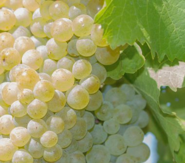 Yeşil yaprakların arasında beyaz üzümler.