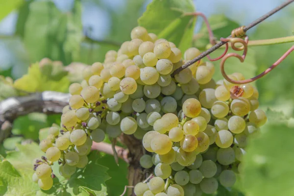 Üzüm bağında olgun beyaz üzümler.