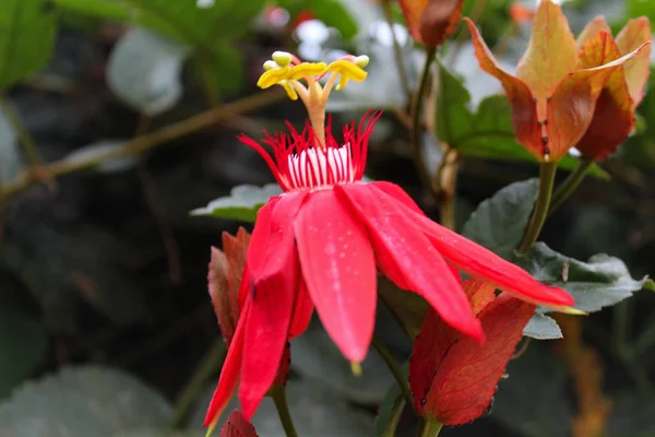 Flower with red and white colors with its green leaves — Stock Photo, Image