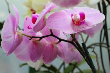 Traditional pink-colored orchid with its green leaves