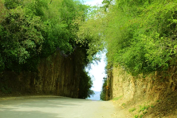 Camino rodeado de árboles verdes —  Fotos de Stock