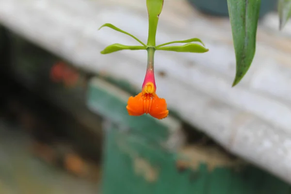 Mini oranžová orchideje se zelenými listy — Stock fotografie