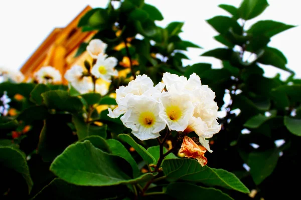 Flores brancas com edifício velho no fundo — Fotografia de Stock