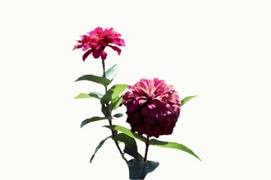 Beyaz arkaplanda pembe çiçekler