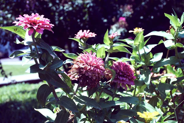 異なるピンクの色合いの花 — ストック写真