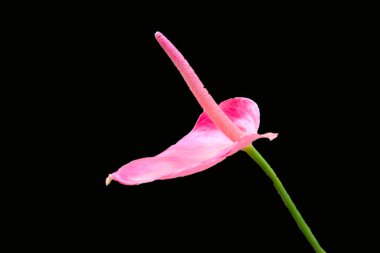 sapı ile pembe çiçek